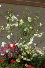 ヤエコデマリ(八重小手鞠)