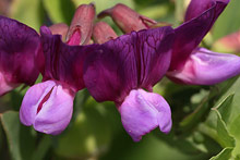 ハマエンドウ(浜豌豆)