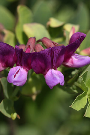 ハマエンドウ(浜豌豆)