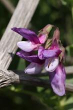 ハマエンドウ(浜豌豆)