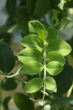 ハマエンドウ(浜豌豆)