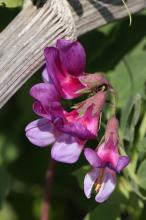 ハマエンドウ(浜豌豆)