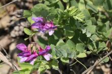 ハマエンドウ(浜豌豆)