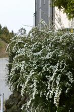 コデマリ(小手毬)