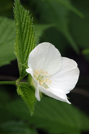 シロヤマブキ(白山吹)