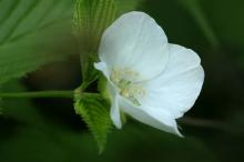 シロヤマブキ(白山吹)