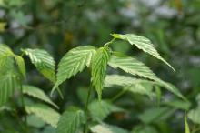 シロヤマブキ(白山吹)