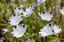 ネモフィラ・マキュラータ