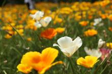 カリフォルニアポピー(花菱草)