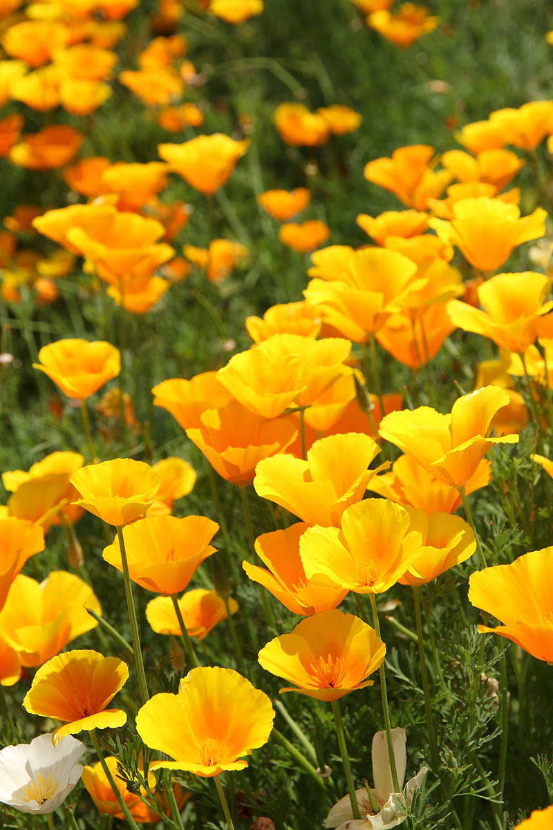 お花の写真集 カリフォルニアポピー 花菱草