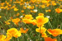 カリフォルニアポピー(花菱草)