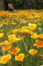 カリフォルニアポピー(花菱草)