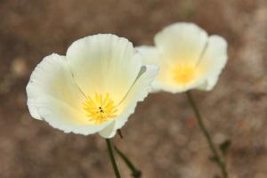 ハナビシソウ アルバ(白)