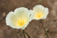 ハナビシソウ アルバ(白)