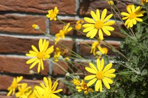 ユリオプスデージー