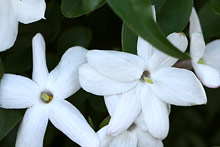 ハゴロモジャスミン(羽衣素馨)