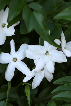 ハゴロモジャスミン(羽衣素馨)