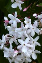 ハゴロモジャスミン(羽衣素馨)