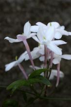 ハゴロモジャスミン(羽衣素馨)