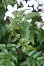 ハゴロモジャスミン(羽衣素馨)