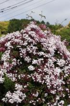 ハゴロモジャスミン(羽衣素馨)