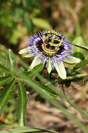 トケイソウ(時計草)