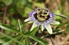 トケイソウ(時計草)