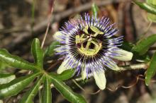 トケイソウ(時計草)