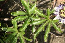 トケイソウ(時計草)