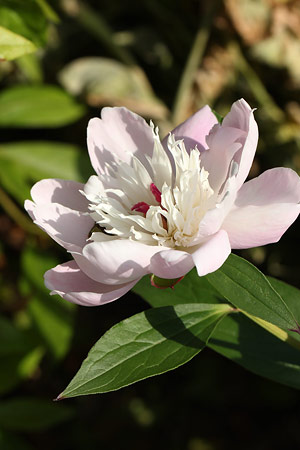 シャクヤク(芍薬)