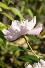 シャクヤク(芍薬)