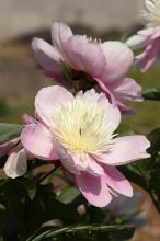 シャクヤク(芍薬)