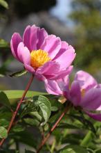 シャクヤク(芍薬)