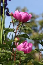 シャクヤク(芍薬)