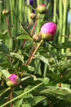 シャクヤク(芍薬)