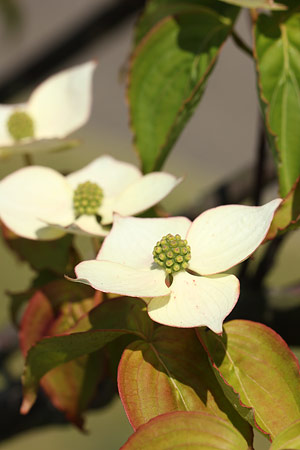 ヤマボウシ(山法師)