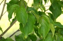 ヤマボウシ(山法師)