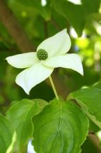 ヤマボウシ(山法師)