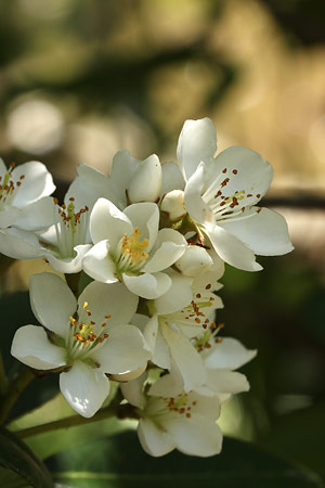 シャリンバイ(車輪梅)