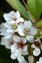 シャリンバイ(車輪梅)