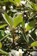 シャリンバイ(車輪梅)