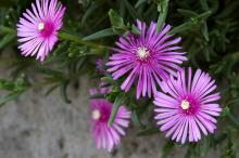 マツバギク(松葉菊)