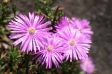 マツバギク(松葉菊)