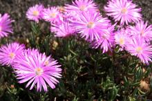 マツバギク(松葉菊)