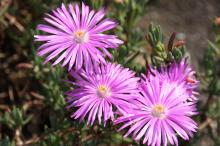 マツバギク(松葉菊)