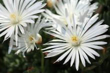 マツバギク(白)