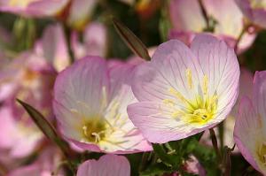 ヒルザキツキミソウ