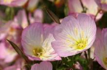 ヒルザキツキミソウ