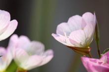 ヒルザキツキミソウ