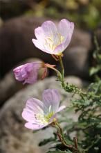 ヒルザキツキミソウ